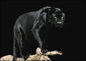 O vit la panthre noire ?