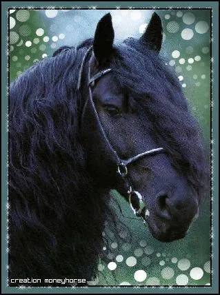 Dans la saison 3, Lisa craque pour un cheval sauvage, comment s'appelle-t-il ?