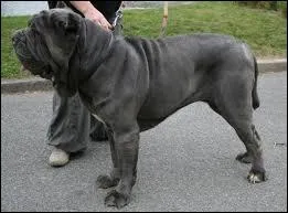 Quelle est la race de ce chien ?