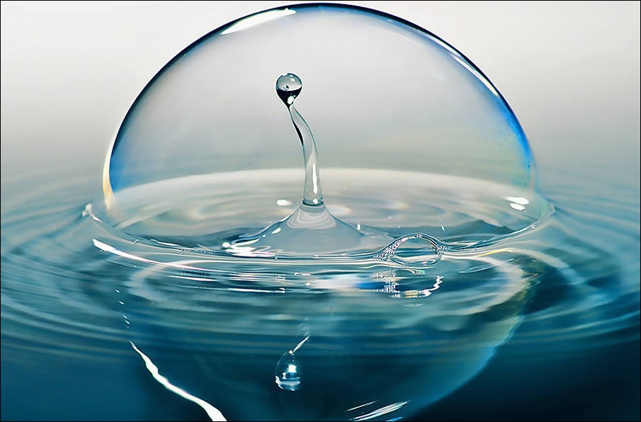 quels animaux vivent dans une aire