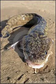 Vit en eau douce, gadid, mme famille que la morue !