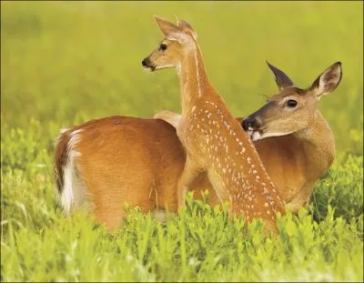Dans les premiers jours de sa vie, le faon a une odeur trs forte, ce qui le fait reprer par les prdateurs !