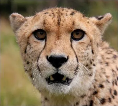 Le gupard tue toujours sa proie de la mme faon, en lui broyant la nuque !
