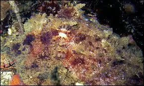 Et le chef-d'oeuvre des 'Transformers', intelligent et amateur de crabes ...