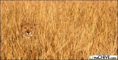 Cach dans les hautes herbes, ce ...