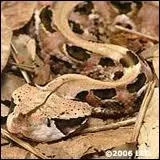 Empoisonnante et invisible !