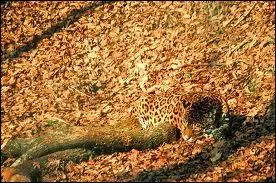 Il frquente assidment le tapir !