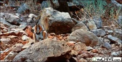 C'est dans la poche !