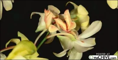 Pas tonnant que certains se laissent piger !