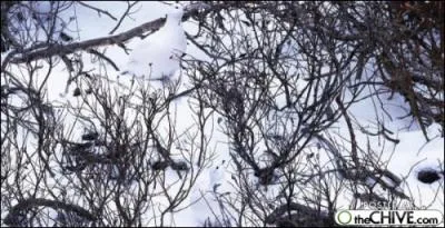 Se coule dans la neige !