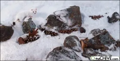 Trs prise par des trappeurs !