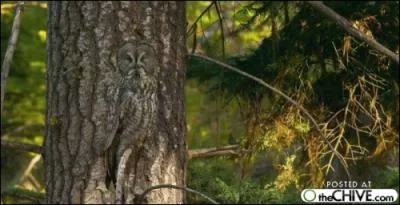 Invisible ou presque, sur un tronc !