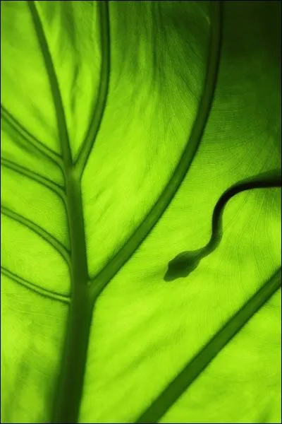 Une ombre rapide comme un colt !