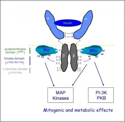Le rcepteur  l'insuline (s'aider du schma si besoin pour les 3 premires questions) :