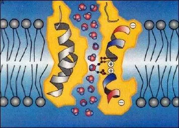 Appart : le diabte insipide