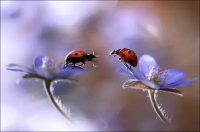 De quoi se nourrissent les coccinelles ?