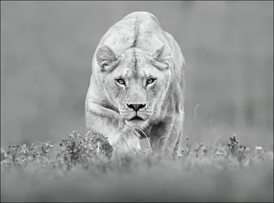 On peut trouver une lionne (sauvage) en ... .