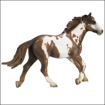 Quelle est cette race de cheval ?