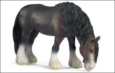 Quelle est cette race de cheval ?