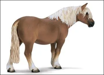 Quelle est cette race de poney ?