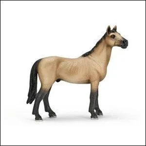 Quelle est cette race de cheval ?