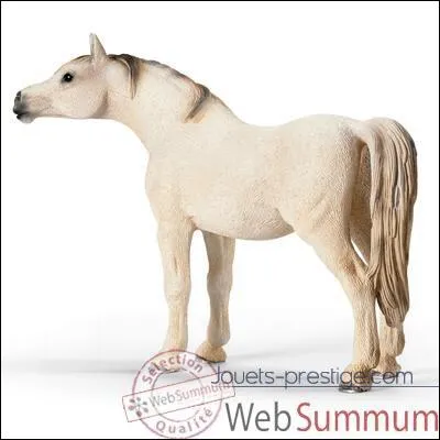 Quelle est cette race de cheval ?