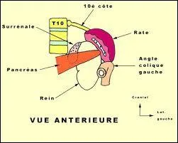 La rate est-elle un organe lymphatique ?