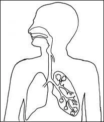 Cochez l'ordre correct de la voie par laquelle l'air se dplace dans le corps.