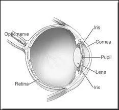 Quelle est la partie de l'il concerne en cas de cataracte ?