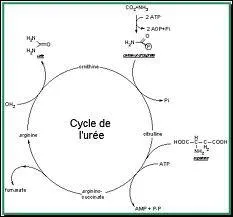 Compltez correctement : 'L'ure est un produit de dchets mtaboliques synthtis dans ... '