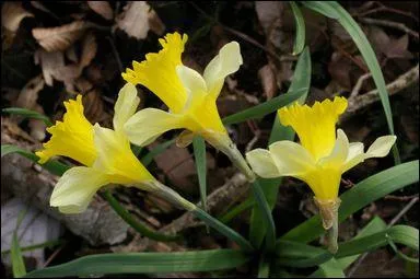 La jonquille est une varit de narcisses. Quelle ville vosgienne organise une magnifique 'Fte des jonquilles' dont la 46me dition aura lieu en 2013 ?