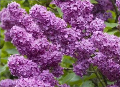 Dans la chanson d'Hugues Aufray 'Des jonquilles aux derniers lilas', quel tait le prnom de la jeune fille qui 'tait si jolie' ?