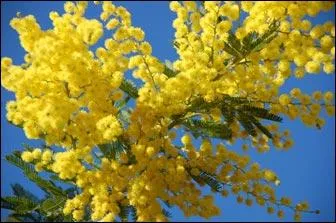 Le mimosa est une varit d'acacias  fleurs jaunes. Mimosa est aussi le nom de l'enfant adopt par un couple de bande dessine. Lequel ?