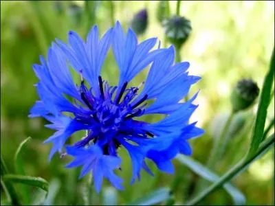 Le bleuet des champs fleurit chaque anne entre mai et juillet. En France il est le symbole d'une fte patriotique. Laquelle ?