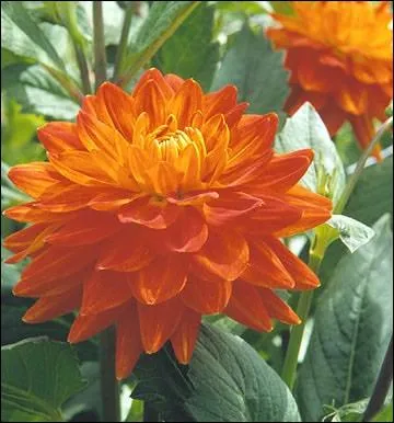 Quelle est la couleur associe au dahlia dans le titre du roman de James Ellroy dont Brian de Palma s'est inspir pour son film sorti en 2006 ?