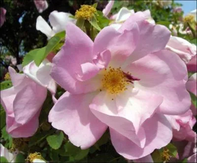 L'glantine est la fleur d'un rosier sauvage dont le fruit est le cynorrhodon, appel familirement ...
