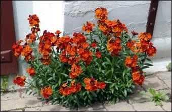 La girofle apprcie les sols pauvres et pousse volontiers sur les murs ou les rocailles. Dans le langage des fleurs, quelle est sa signification ?