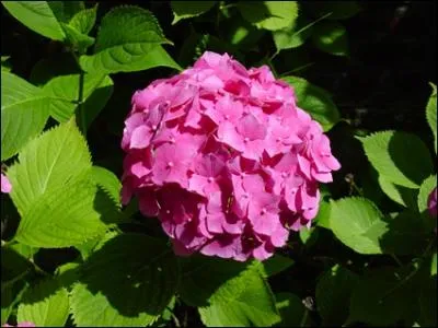 A la fin des annes 40 une chanteuse franaise connut le succs avec le titre 'Mademoiselle Hortensia', qui sera son surnom pendant de nombreuses annes. Qui tait-ce ?