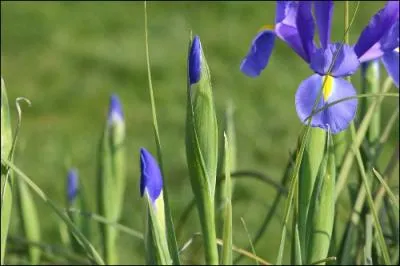 Dans la mythologie grecque Iris tait la messagre des dieux. A quel phnomne mtorologique est-elle associe ?