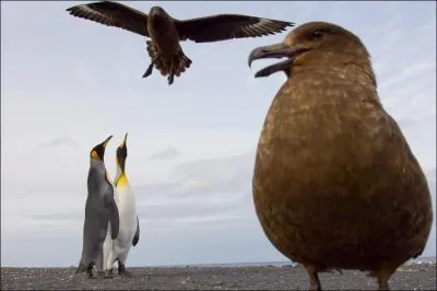 Vous le connaissez, ce ...