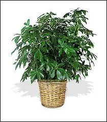 Quelle fille aime bien s'occuper de ses plantes vertes ?