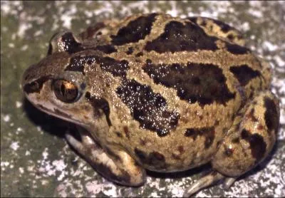 Ce crapaud vit dans des terriers qui peuvent atteindre 1 mtre de long. Ce crapaud fait maintenant partie des 38 espces menaces, je vous dcris :