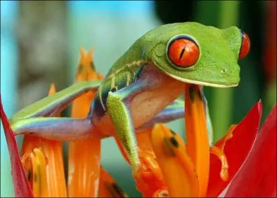 Cette rainette exotique est reconnaissable  ses grands yeux rouges. Elle est souvent le mets prfr de certaines espces, malgr sa peau toxique. Comment l'appelle-t-on ?