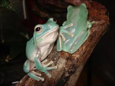 Cette grenouille est la plus grande des espces de grenouilles arboricoles d'Australie. Les scrtions de sa peau ont des proprits antiseptiques. Alors qui est-t-elle ?