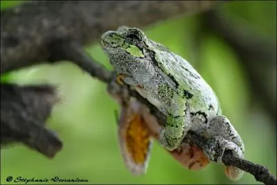 Une fois adulte, cette rainette a la peau granuleuse, alors que les jeunes ont la peau lisse. On la trouve dans des tangs occups par des castors, elle porte le nom de ! :