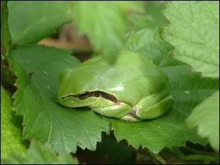 Cette rainette ressemble trangement  sa cousine : la rainette mridionale. On la trouve partout dans le monde. Cette rainette qui peut atteindre 5 cm s'appelle :
