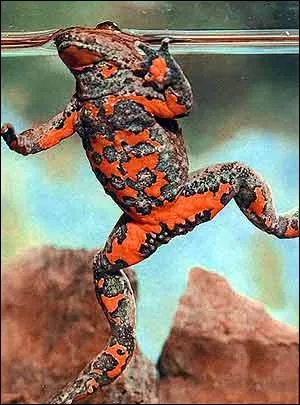 Ce crapaud a une peau tachete de taches rouges ou oranges. Il est sensible car une fois sorti de l'eau, il se dessche rapidement. Alors avez-vous devin son nom ?