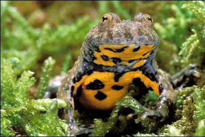 Comme le crapaud prcdent, il est reconnaissable  son ventre tachet de jaune, et sa peau se dessche trs rapidement une fois hors de l'eau. C'est :