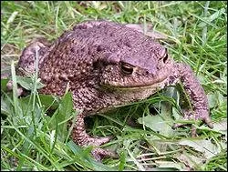 Ce crapaud est le plus rpandu dans toute l'Europe, on le trouve dans les marais, en plaine ou en fort. Les femelles sont beaucoup plus grosses que les mles. Ce gros crapaud baveux est :