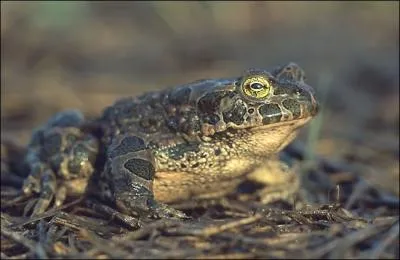 C'est un grand crapaud qui mesure de 8  10 cm de long, on le reconnat grce  ses verrues vertes ornant tout son dos. Comment s'appelle cette grande espce de crapaud ?